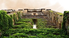 Landscapes nature architecture ivy