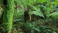 Landscapes nature Australia Ferns national park