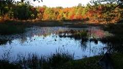 Landscapes nature autumn