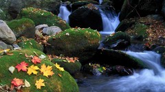 Landscapes nature autumn