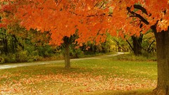 Landscapes nature autumn