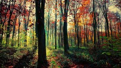 Landscapes nature autumn