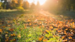 Landscapes nature autumn