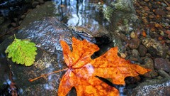 Landscapes nature autumn
