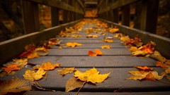 Landscapes nature autumn