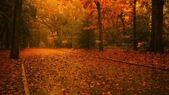 Landscapes nature autumn forests