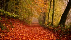 Landscapes nature autumn forests