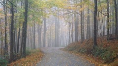 Landscapes nature autumn forests