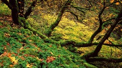 Landscapes nature autumn forests