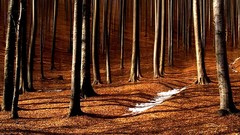 Landscapes nature autumn forests