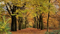 Landscapes nature autumn forests