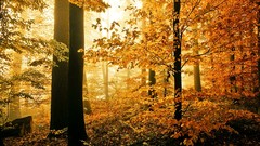 Landscapes nature autumn forests