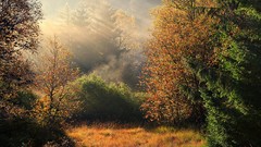 Landscapes nature autumn forests