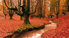 Landscapes nature autumn forests brook