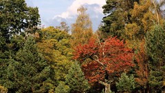 Landscapes nature autumn highlands forests