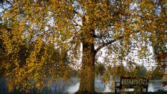 Landscapes nature autumn lakes