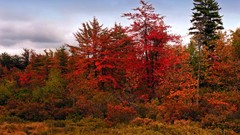 Landscapes nature autumn lakes forests