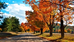 Landscapes nature autumn leaves