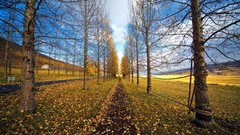 Landscapes nature autumn roads