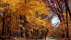 Landscapes nature autumn roads