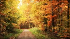 Landscapes nature autumn roads