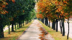 Landscapes nature autumn roads paths forests