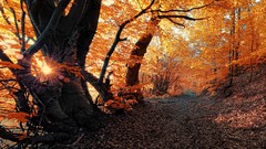 Landscapes nature autumn sunny paths forests