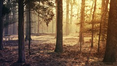 Landscapes nature autumn USA sunlight new jersey forests HDR 