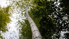 Landscapes nature bamboo