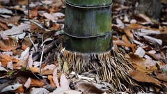 Landscapes nature bamboo