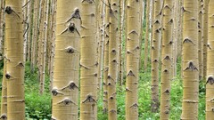 Landscapes nature bamboo