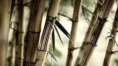 Landscapes nature bamboo