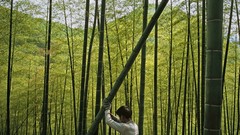 Landscapes nature bamboo national geographic