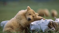 Landscapes nature Bears sleeping Alaska national park