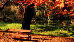 Landscapes nature bench