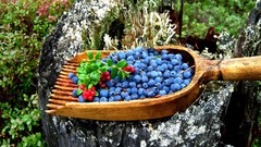 Landscapes nature Berries