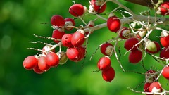 Landscapes nature Berries