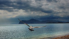 Landscapes nature Birds