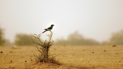 Landscapes nature Birds