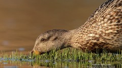 Landscapes nature Birds