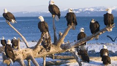 Landscapes nature Birds Alaska bald eagles