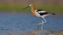 Landscapes nature Birds American