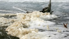 Landscapes nature Birds Animals