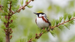 Landscapes nature Birds Canada Nova