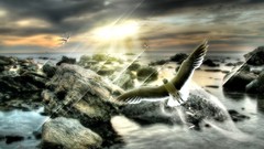 Landscapes nature Birds Desktopography