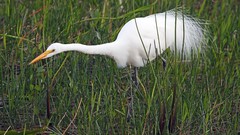 Landscapes nature Birds Florida national park everglades egrets 