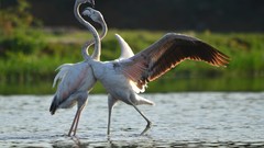 Landscapes nature Birds India national geographic flamingos