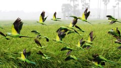 Landscapes nature Birds Parrots fields national geographic Sri 