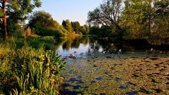 Landscapes nature Birds Swans rivers lily pads