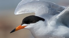 Landscapes nature Birds tern